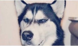 娱乐圈哈士奇爆料事件,揭秘明星隐私背后的真相